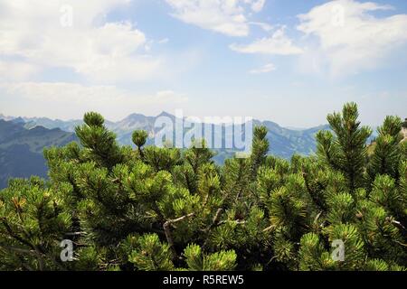 Latschen in den Tiroler Alpen. Stockfoto