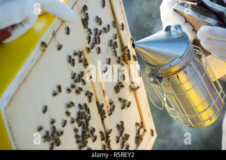 Frames von einem Bienenstock. Imker Honig ernten. Die Biene Raucher wird verwendet, um die Bienen vor dem Ausbau zu beruhigen. Stockfoto