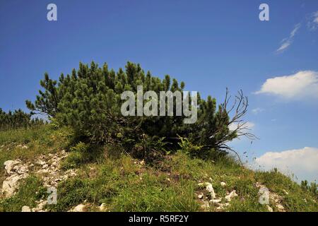 Latschen in den Tiroler Alpen. Stockfoto