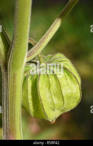 Reifung physalis Stockfoto