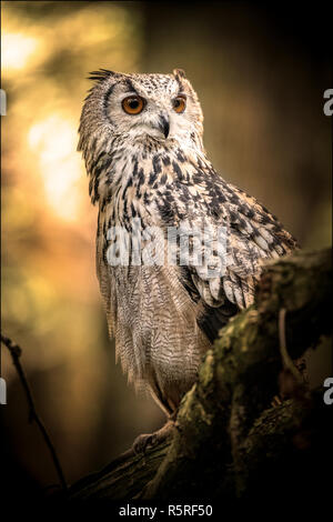 Von in Gefangenschaft gehaltenen Vögeln am Flußufer Falconry Centre, Newcastle, England. Stockfoto