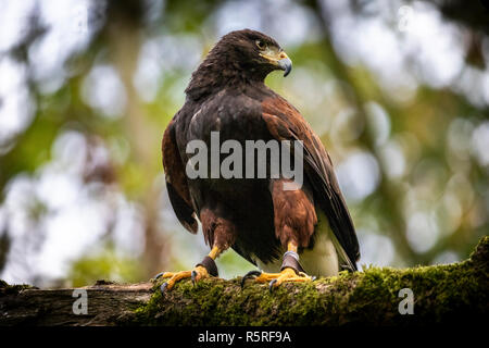 Von in Gefangenschaft gehaltenen Vögeln am Flußufer Falconry Centre, Newcastle, England. Stockfoto