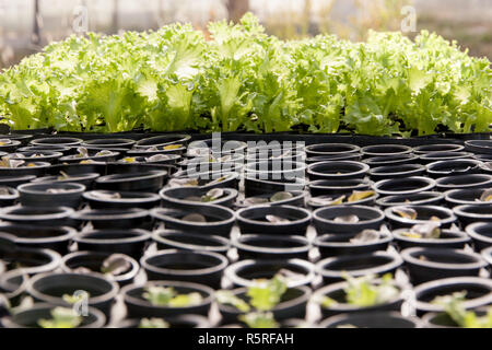 Hydroponic Gemüsesalat Stockfoto