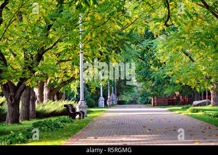 Herbst Landschaft - Schöne Herbst Gehweg in Park. Nussbaum Gasse. Sonnigen Herbsttag. Stockfoto