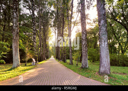 Schönen Herbst pathway in Park. Alten hohen Birken Stockfoto