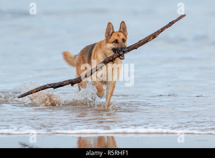 Dies ist ein deutscher Schäferhund am East Beach, Lossiemouth, Moray, Schottland holen seine sehr große Stick. Stockfoto