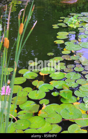 Gartenteich mit Seerosen und RohrkolbenBullush (Typha latifolia