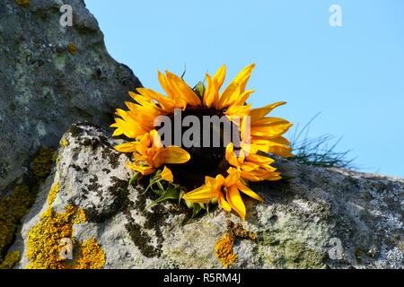 Avebury Henge Stockfoto