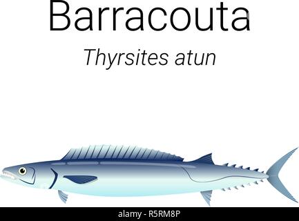 Barracouta - auch als snoek bekannt ist ein leckerer Fisch im Meer der südlichen Hemisphäre gefunden Stock Vektor