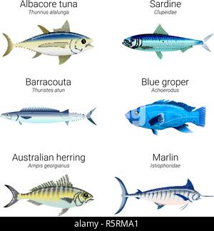 Einstellen der Fische in der Australischen Küste gefunden - Weißer Thunfisch, Sardinen, barracouta, blau Groper, Australische Hering und Marlin Stock Vektor