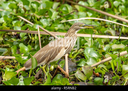 Gestreift Heron, Butorides striata in Habarana, Sri Lanka Stockfoto