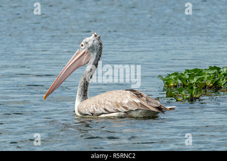 Spot-billed Pelikan, Pelicanus philippensis in Habarana, Sri Lanka Stockfoto