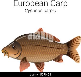 Europäische karpfen fisch Abbildung Stock Vektor