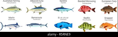 Einstellen der Australischen Fisch Sorten Abbildung Stock Vektor