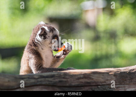 Ring-tailed Lemur (Lemur catta) Essen sein Mittagessen im Zoo elbowing auf einem Zweig als Arbeitsplatte Stockfoto