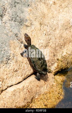 Indische Schwarze Schildkröte Melanochelys trijuga, an Kaludiya Pokuna, Mihinthale, Sri Lanka Stockfoto