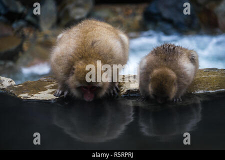 Schnee Affen in Nagano abschrecken ihre Thurst an Jigokudani Monkey Park - Präfektur Nagano Stockfoto