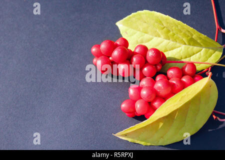 Rote beeren Schisandra Stockfoto