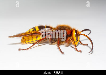 Grosse hornisse Vespa mandarinia auf weißem Hintergrund Stockfoto