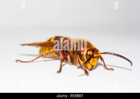 Grosse hornisse Vespa mandarinia auf weißem Hintergrund Stockfoto