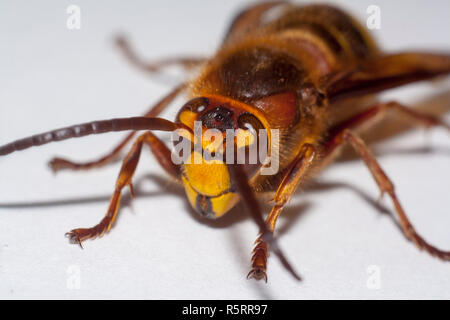 Grosse hornisse Vespa mandarinia auf weißem Hintergrund Stockfoto