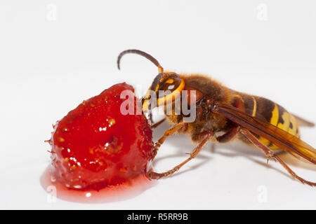 Grosse hornisse Vespa mandarinia essen Erdbeeren auf weißem Hintergrund Stockfoto