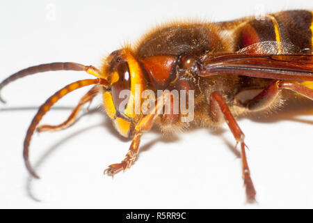 Grosse hornisse Vespa mandarinia auf weißem Hintergrund Stockfoto