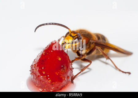 Grosse hornisse Vespa mandarinia essen Erdbeeren auf weißem Hintergrund Stockfoto