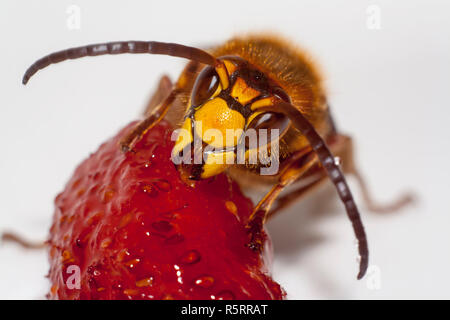 Grosse hornisse Vespa mandarinia essen Erdbeeren auf weißem Hintergrund Stockfoto