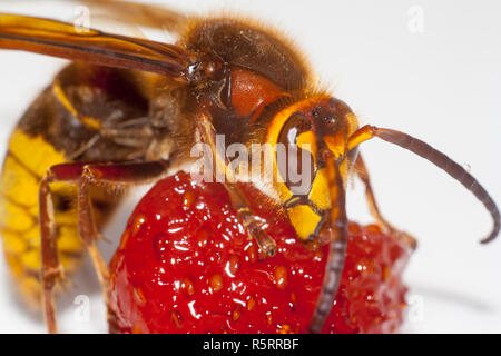 Grosse hornisse Vespa mandarinia essen Erdbeeren auf weißem Hintergrund Stockfoto