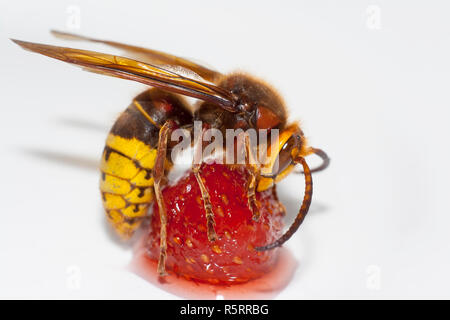 Grosse hornisse Vespa mandarinia essen Erdbeeren auf weißem Hintergrund Stockfoto