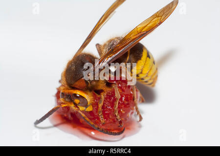 Grosse hornisse Vespa mandarinia essen Erdbeeren auf weißem Hintergrund Stockfoto