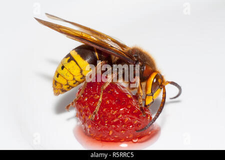 Grosse hornisse Vespa mandarinia essen Erdbeeren auf weißem Hintergrund Stockfoto