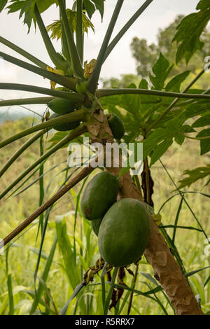 Die Papaya (Carica papaya) und Früchte hängen an einem Zweig, Bogodi, Uganda, Afrika Stockfoto