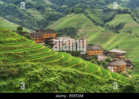 Longi Reis Terrasse Stockfoto