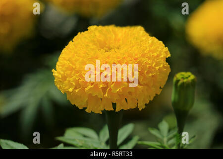 Geschlossen bis ein lebendiges Gelb blühende Studentenblume Blüte mit Blur grüne Knospen und Blätter im Hintergrund Stockfoto