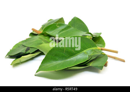 Indonesisches Lorbeerblatt Stockfoto