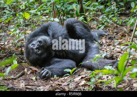 Schimpansen im Kibale National Forest, Uganda Stockfoto