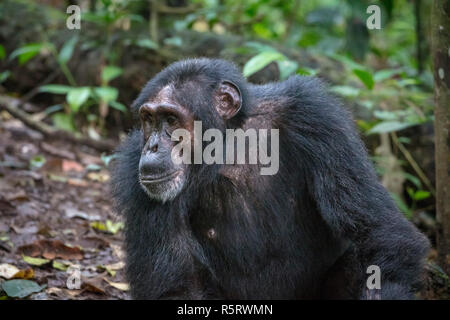 Nahaufnahme der Alten Schimpansen im Kibale National Forest, Uganda Stockfoto