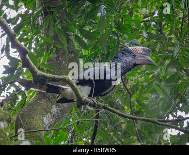 Die schwarz-weiß-casqued Hornbill (Bycanistes subcylindricus), auch bekannt als die Grauen ist Hornbill, Kibale National Forest, Uganda Stockfoto