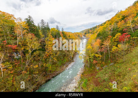 Bunte Baum im Herbst in der Nähe von Shirahige Wasserfall, Biei, Hokkaido, Japan Stockfoto