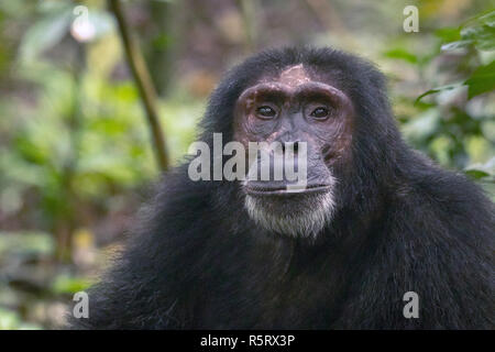 Nahaufnahme der Alten Schimpansen im Kibale National Forest, Uganda Stockfoto