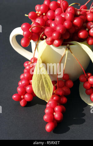 Schizandra in der Tasse auf dem Schwarzen Stockfoto