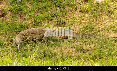Der Nil Waran (Varanus niloticus), bei Kazinga Kanal. Queen Elizabeth National Park, Uganda, Ostafrika Stockfoto