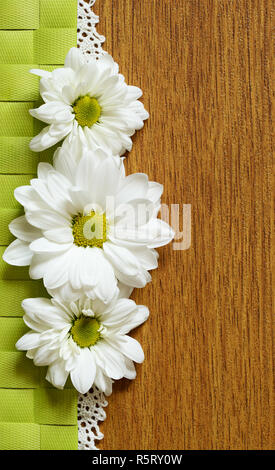 Gänseblümchen Leitung und Spitze die beiden Farben Stockfoto