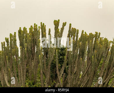 Detail von Euphorbia ingens, die kandelaber Baum, Uganda, Afrika Stockfoto