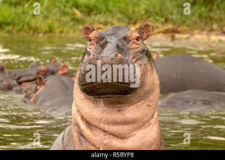Flusspferde (Hippopotamus amphibius) Aufzucht in Wasser für Schutz an Kazinga Kanal. Queen Elizabeth National Park, Uganda, Ostafrika Stockfoto