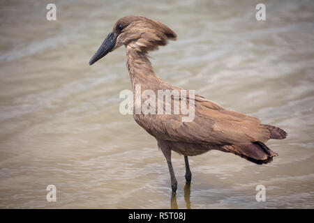 Die hamerkop (Scopus umbretta), bei Kazinga Kanal, Queen Elizabeth National Park, Uganda, Ostafrika Stockfoto