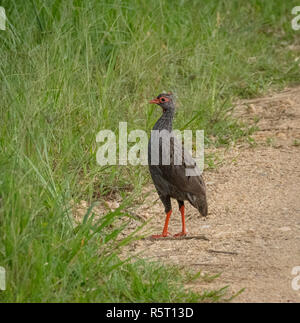 Der red-necked spurfowl oder Red-necked francolin (Pternistis Afer), Queen Elizabeth National Park, Uganda, Afrika Stockfoto