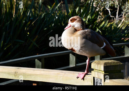 Nilgans an der WWT London Wetland Centre, Queen Elizabeth's Walk SW 13. Stockfoto